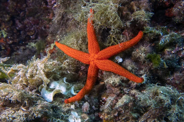 Estrella Del Mar Rojo Mediterráneo Echinaster Sepositus — Foto de Stock