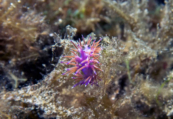 Vibrante Nudibranch Paraflabellina Ischitana Mar Mediterrâneo — Fotografia de Stock