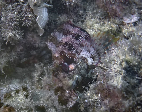 Tompot Blenny Parablennius Gattorugine Mediterranean Sea — Stock Photo, Image