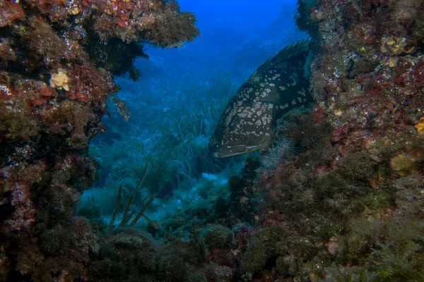 Duży Dusky Grouper Epinephelus Marginatus Morzu Śródziemnym — Zdjęcie stockowe