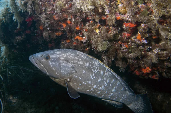 Duży Dusky Grouper Epinephelus Marginatus Morzu Śródziemnym — Zdjęcie stockowe