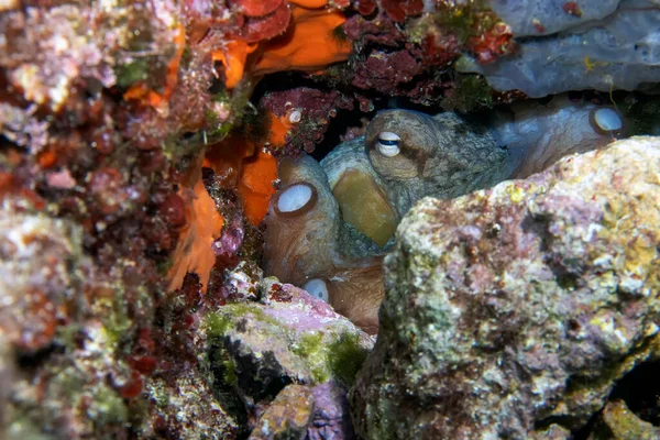 Common Octopus Octopus Vulgaris Skrývající Skále Středozemním Moři — Stock fotografie
