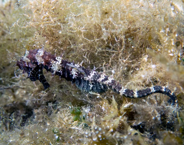 Spiny Seahorse Hippocampus Guttulatus Marea Mediterană — Fotografie, imagine de stoc