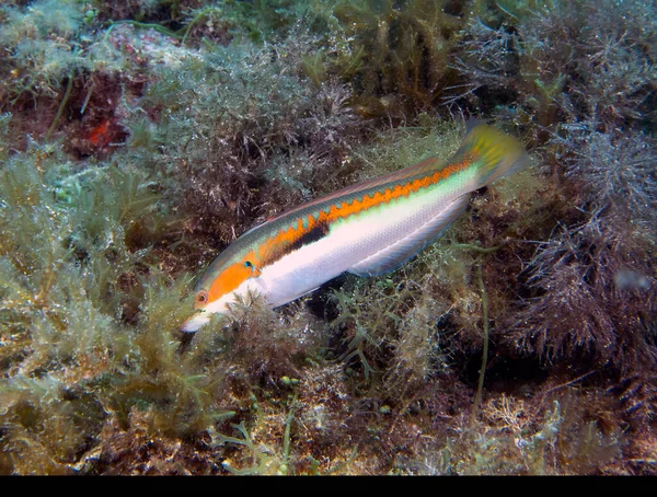 Śródziemnomorski Wrasse Tęczowy Coris Julis Morzu Śródziemnym — Zdjęcie stockowe