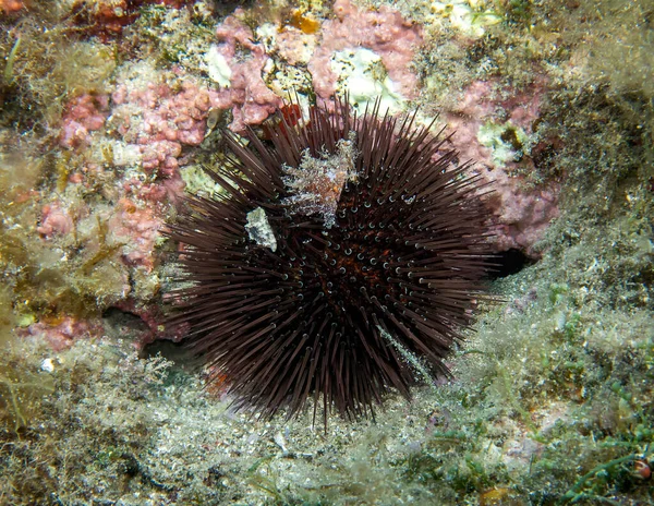 A Purple Sea Urchin (Paracentrotus lividus) in the Mediterranean Sea