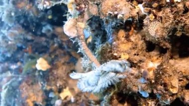 Akdeniz, İspanya 'da bulunan bir spiral tüp solucanının 4k görüntüsü