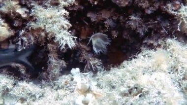 Akdeniz 'de bir Spiral Tubeworm' ın (Spirographis spallanzani) 4k görüntüsü