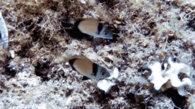 Akdeniz 'de çift şeritli Bream' in (Diplodus vulgaris) 4k görüntüleri