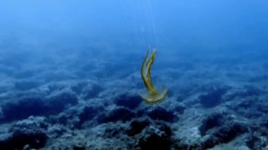 Akdeniz 'deki leylak iğnesi (Pelagia noctiluca) denizanasının 4k görüntüsü