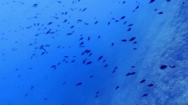 Akdeniz 'de Akdeniz Chromis' in (Chromis Chromis) 4k görüntüsü