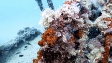 Palma Wrecks 'in Palma de Mallorca, İspanya' daki liman yakınlarındaki 4k görüntüleri.