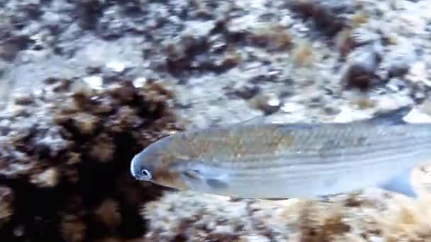 Πλάνα Από Ένα Flathead Grey Mullet Mugil Cephalus Στη Μεσόγειο — Αρχείο Βίντεο