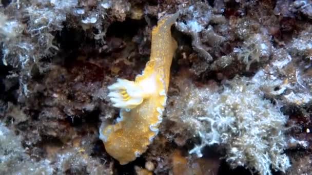 Beelden Van Een Giant Doris Hypselodoris Picta Middellandse Zee — Stockvideo