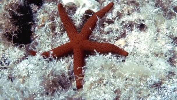 Footage Mediterranean Red Sea Star Echinaster Sepositus — Stock Video