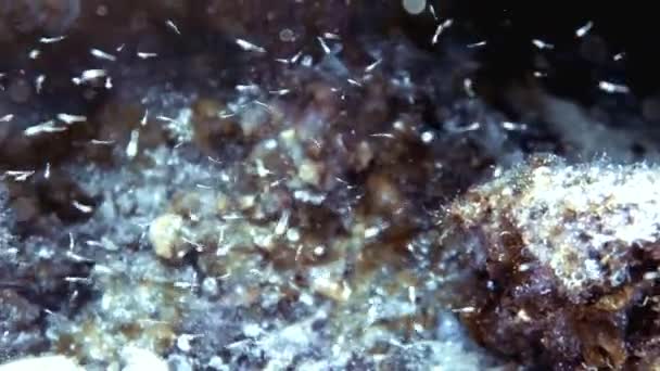Spanya Mallorca Daki Toro Deniz Rezervi Nde Yumurtadan Yeni Çıkmış — Stok video
