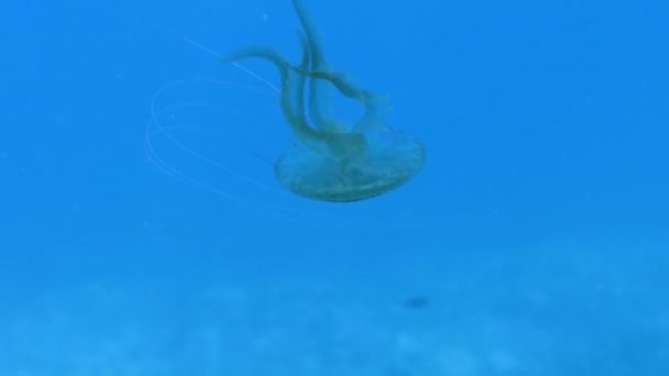 Filmato Una Medusa Mauve Stinger Pelagia Noctiluca Nel Mar Mediterraneo — Video Stock