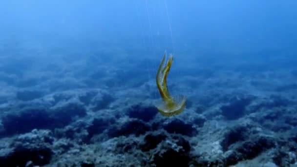 Кадры Медузы Mauve Stinger Pelagia Nohelluca Средиземном Море — стоковое видео