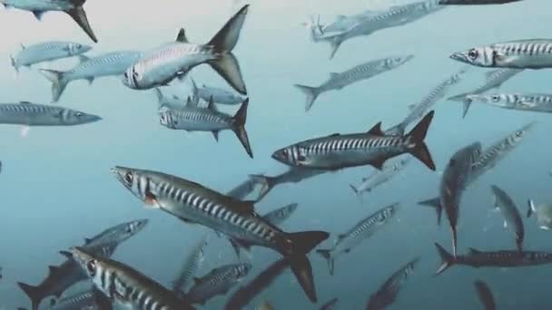 Beelden Van Yellowmouth Barracuda Sphyraena Viridensis Middellandse Zee — Stockvideo