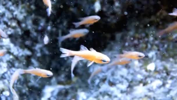 Imágenes Del Pez Cardenal Mediterráneo Apogon Imberbis Mar Mediterráneo — Vídeos de Stock
