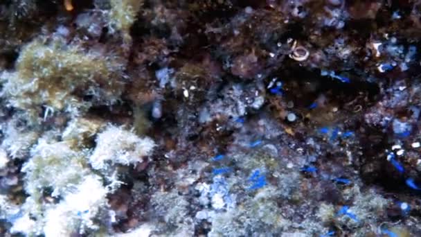 Footage Small Blue Fish Mediterranean Sea Spain — Stock Video