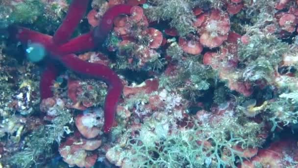 Images Une Étoile Mer Rouge Méditerranéenne Echinaster Sepositus — Video