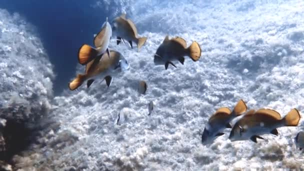 Кадрів Школи Brown Meagre Sciaena Umbra Середземному Морі — стокове відео