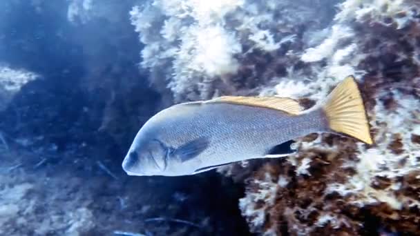 Metraje Una Escuela Brown Meagre Sciaena Umbra Mar Mediterráneo — Vídeo de stock