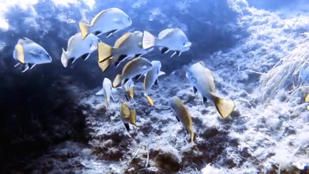 Metraje Una Escuela Brown Meagre Sciaena Umbra Mar Mediterráneo — Vídeo de stock