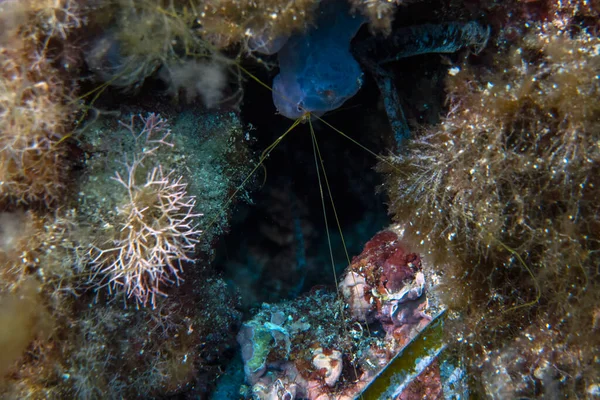 Een Spaghettiworm Terebellida Middellandse Zee — Stockfoto