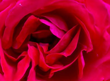 İngiltere 'de bir Oklahoma Rose (Rosa Oklahoma)' ya yakın çekim