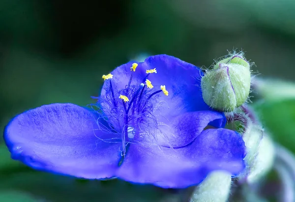 Zbliżenie Niebieskiego Kwiatu Ogrodzie Wielkiej Brytanii — Zdjęcie stockowe