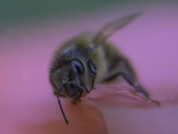 Κοντινό Πλάνο Ενός Ευρωπαϊκού Μελιού Apis Mellifera Ένα Λουλούδι Στο — Φωτογραφία Αρχείου