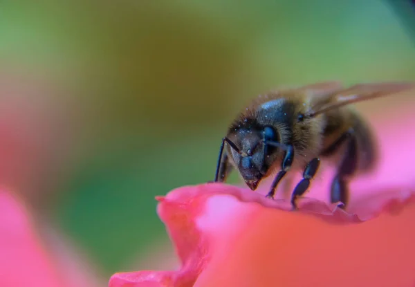 Primo Piano Ape Mellifera Europea Apis Mellifera Fiore Nel Regno — Foto Stock