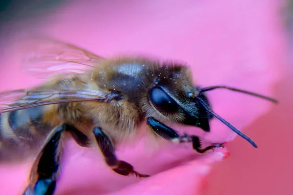 Birleşik Krallık Bir Çiçekte Avrupa Bal Arısı Apis Mellifera Yakın — Stok fotoğraf