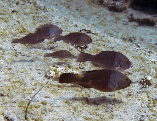 Parrotfish Mediterrâneo Sparisoma Cretense Chipre — Fotografia de Stock