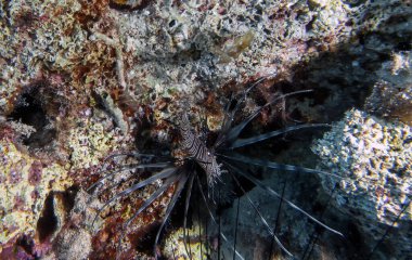 Kıbrıs 'ta Genç Bir Ortak Aslan Balığı (Pterois volitans)