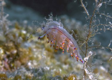 Akdeniz 'de bir Kırmızı Çizgili Flabellina (Coryphellina rubrolineata)
