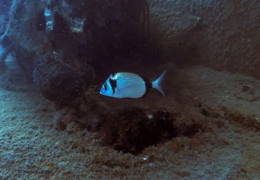 Akdeniz 'de yaralı bir Çift Şeritli Çamur (Diplodus vulgaris)