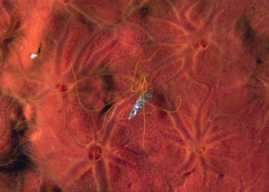 Bir Spaghetti Worm (Terebellida sp.) Akdeniz 'de