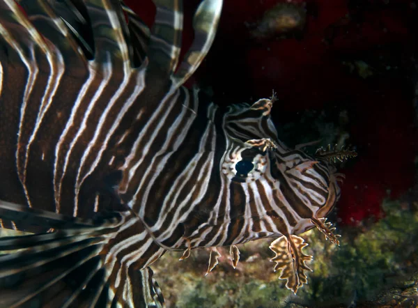 Peixe Leão Comum Pterois Volitans Chipre — Fotografia de Stock