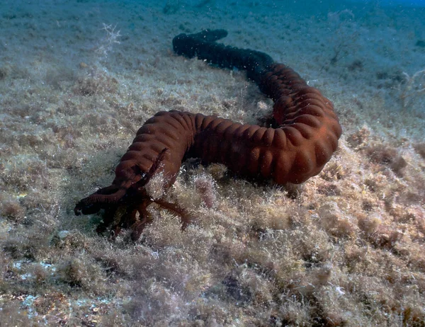 The Synaptula reciprocans sea cucumber was only discovered in the Mediterranean Sea in 1986. This specimen was found in Cyprus.