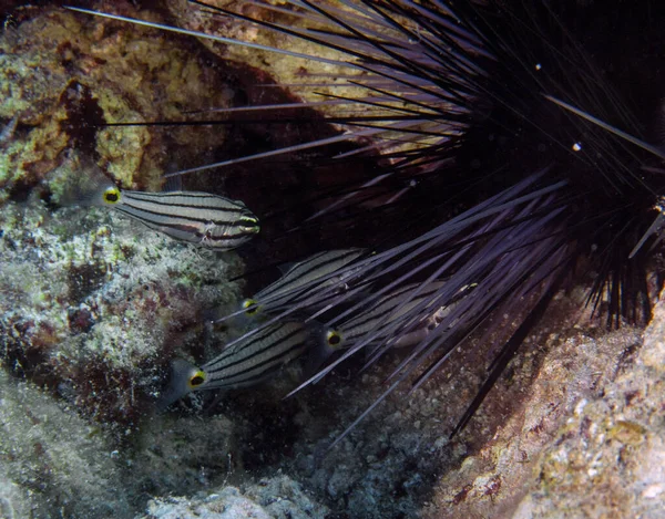 Karmazyn Dwuplamkowy Cheilodipterus Novemstriatus Cyprze — Zdjęcie stockowe