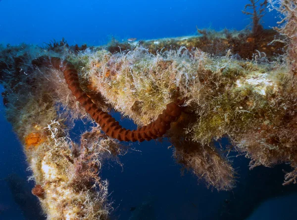 The Synaptula reciprocans sea cucumber was only discovered in the Mediterranean Sea in 1986. This specimen was found in Cyprus.