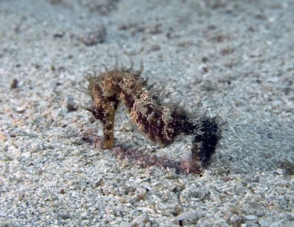 Коник Шипучий Hippocampus Guttulatus Середземному Морі — стокове фото