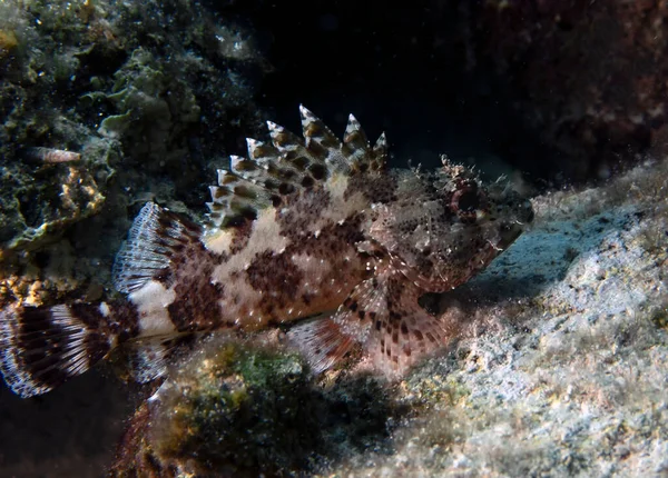 Close Black Scorpionfish Scorpaena Porcus Mediterranean Sea — Stock Photo, Image