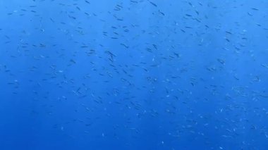 Akdeniz 'deki Lanternfish' in (Myctophidae) 4k video görüntüleri
