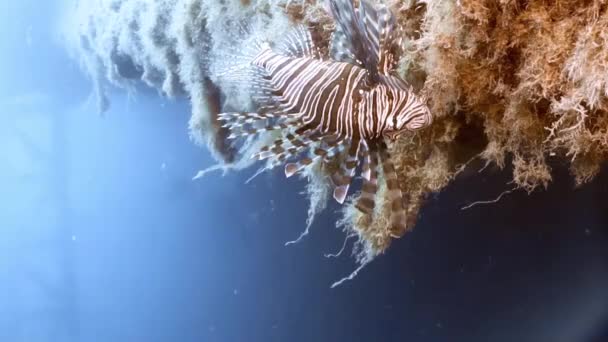 Kıbrıs Taki Ortak Aslan Balığının Pterois Volitans Video Görüntüleri — Stok video