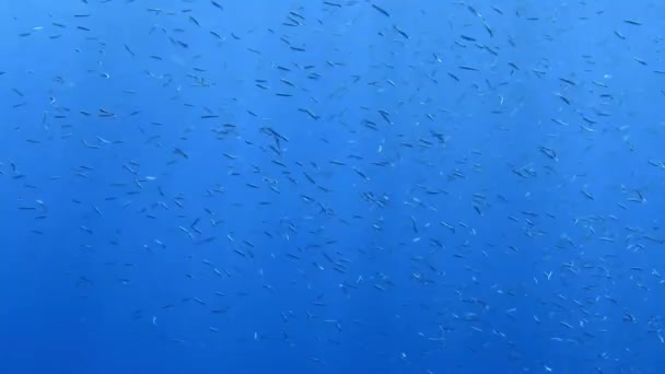 Videomaterial Von Lanternfischen Myctophidae Mittelmeer — Stockvideo