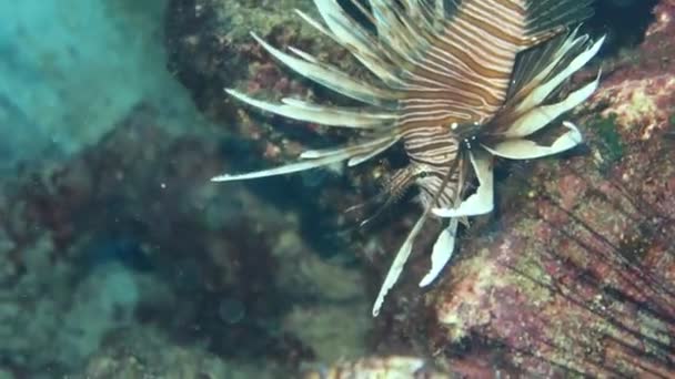 Kıbrıs Taki Ortak Aslan Balığının Pterois Volitans Video Görüntüleri — Stok video