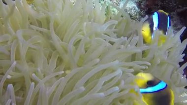 Mısır 'daki bir Kızıl Deniz Anemonbalığı' nın (Amphiprion bicinctus) HD video görüntüleri
